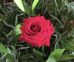 A single red rose